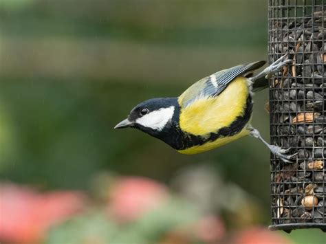 What Do Great Tits Eat Complete Guide Birdfact