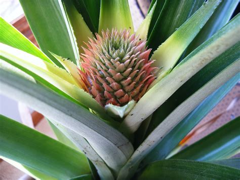 Coaxing your pineapple to bloom