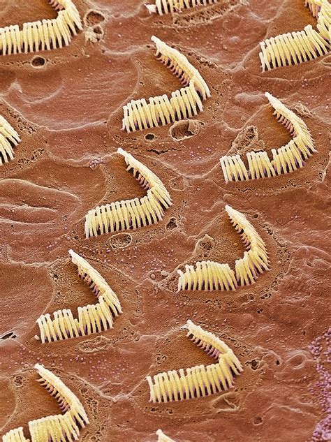 Inner Ear Hair Cells Sem Photograph By Steve Gschmeissner Fine Art