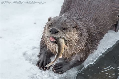 River Otter Eating Fish Wild Elements Nature Photography