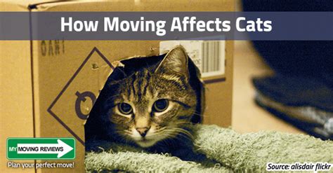 Traveling to hawaii with pets. Moving with Cats to a New Home: How Moving Affects Cats