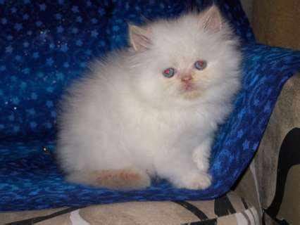 Exotic short haired kittens for sale are a cross between the persian and american shorthair cats. Persian Rescue Groups : Biological Science Picture ...