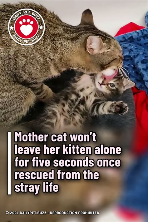 Mother Cat Wont Leave Her Kitten Alone For Five Seconds Once Rescued