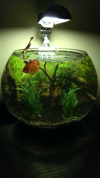 If you are wanting more than one betta fish in a tank, a divided tank is a good option. Planted Betta Bowl Project | Betta fish bowl, Diy fish tank, Betta fish tank