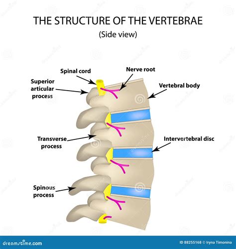 The Structure Of The Spine Side View The Intervertebral Discs
