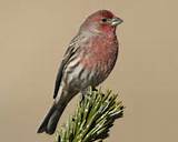 House Finch All About Birds Images