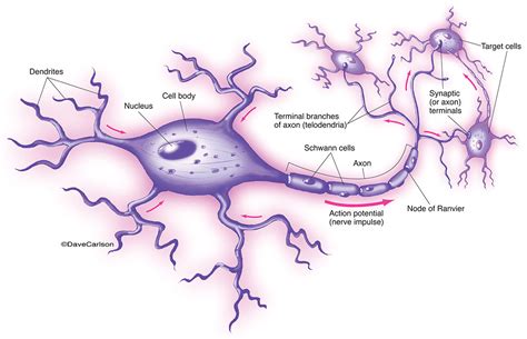 The Neuron This Diagram Of A Typical Nerve Cell Or Neuron Indicates