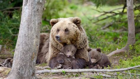 Look Good And Help Protect Habitat On Earth Day Grizzly Bear