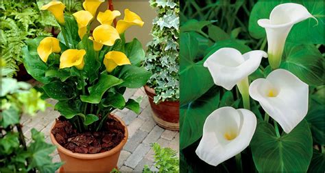 How To Grow And Care Calla Lily