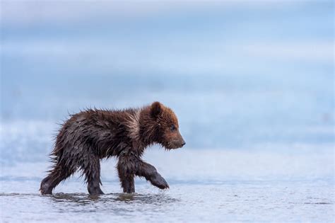 Grizzly Bear Cub Walking On Beach Fine Art Photo Print Photos By