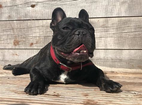 Brave, strong and stubborn with a quirky sense of humour, it's no wonder the bulldog is the uk's unofficial mascot. French Bulldog Temperament - The French Bulldog Personality