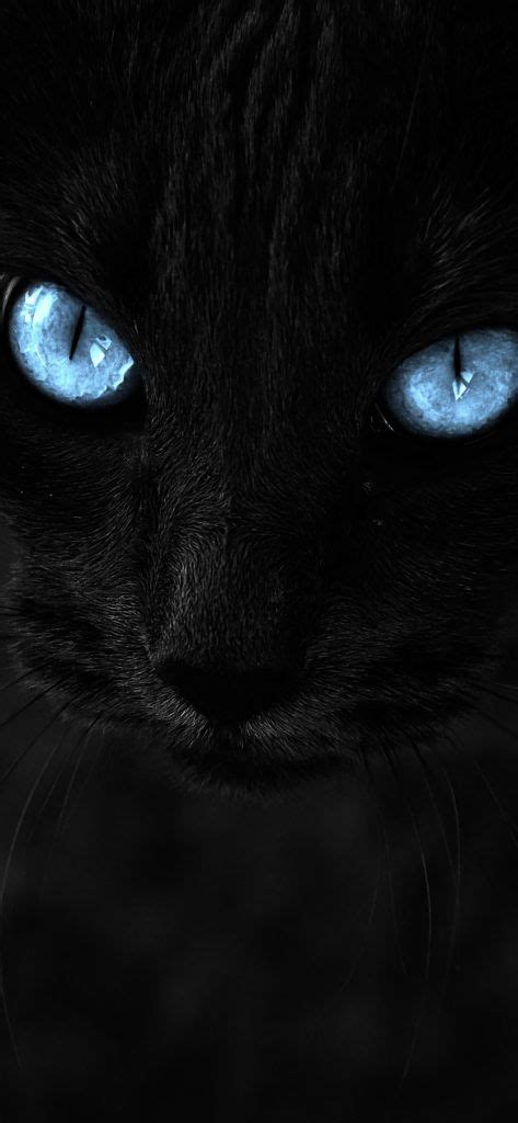 Black Hair Blue Eyes Cat 473x1024 Wallpaper