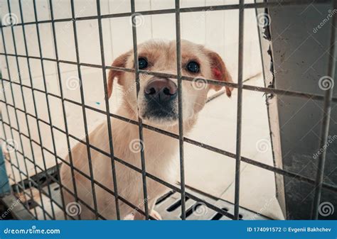 Portrait Of Sad Dog In Shelter Behind Fence Waiting To Be Rescued And