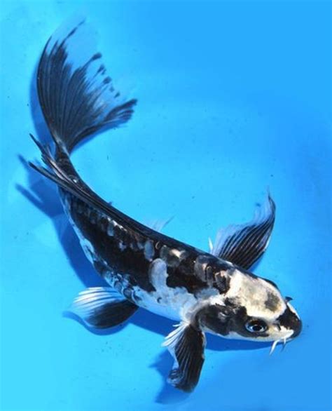 Black Koi Fish 808×1000 Koi Fish Koi