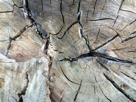 Free Images Nature Forest Rock Grain Texture Leaf Trunk Log