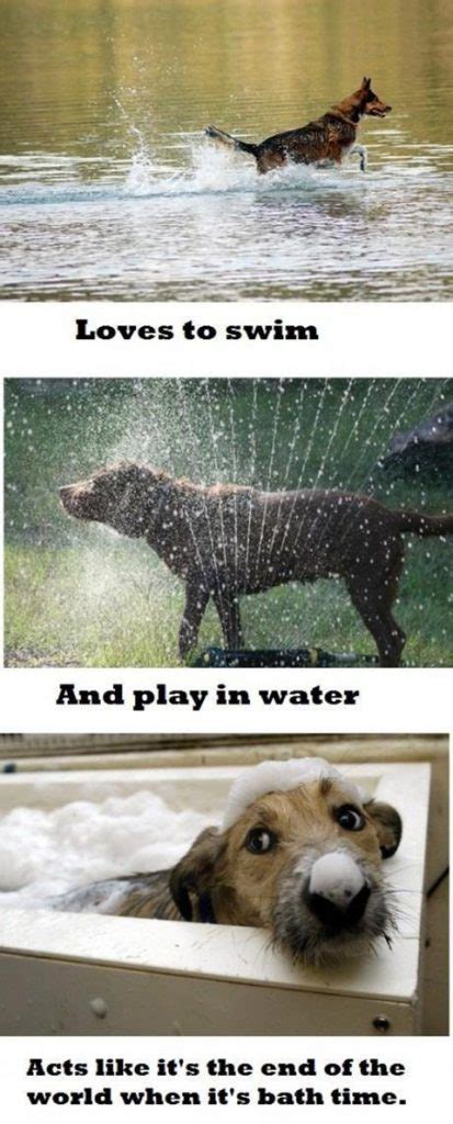 Does Your Dog Hate Baths Meme Singing Dogs