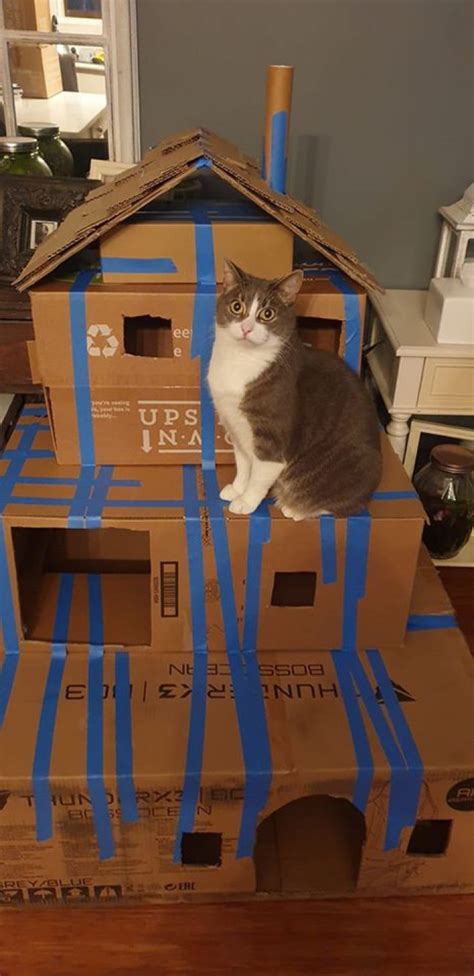 Cute Cats Have Extremely Creative Humans Who Built Cardboard Tanks For Them