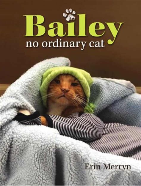 with adorable updates one extraordinary cat has taken the internet by storm bailey and his