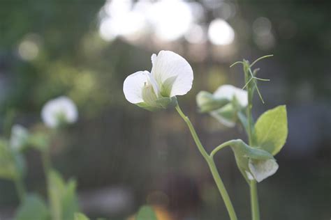 Sugar Snap Pea Flower Kristen Sevier Flickr