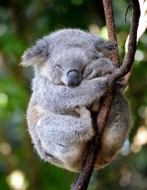 40 Amazing Koala Pictures From The A World Tail And Fur