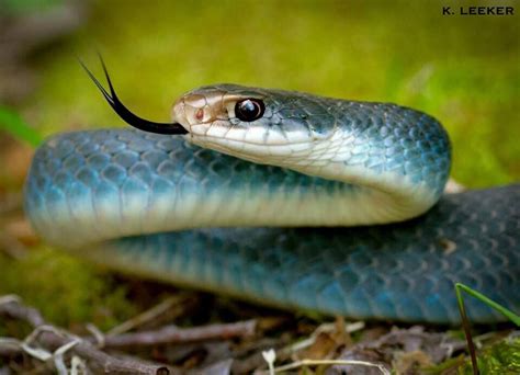 Blue Racer In Illinois Photo By Kyran Leeker Reptiles And