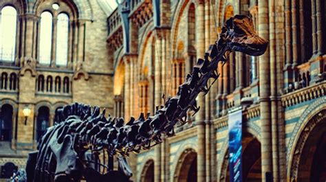 Everything You Need To Know About Dippy The Dinosaur Londonist