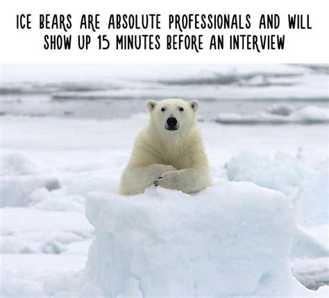 Funny Animal Facts Polar Bear Funny Animal Facts Animal Facts