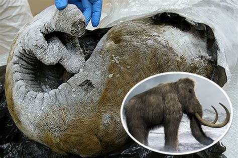 Jurassic Park Cloning Centre In Russia To Bring Extinct Mammoth Alive Daily Star