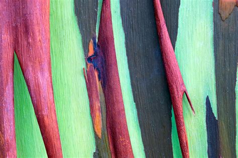 Hawaii Rainbow Eucalyptus Tree Photography Fine Art Photography Prints