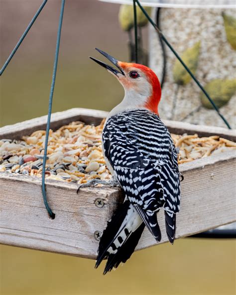 Red-bellied Woodpecker - FeederWatch