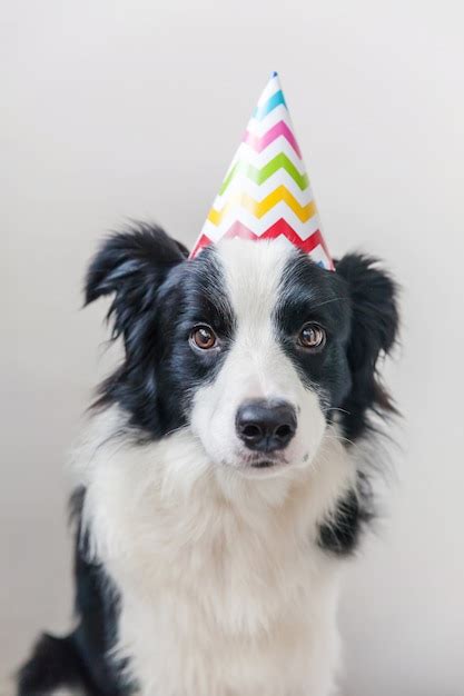 Premium Photo Funny Portrait Of Cute Smiling Puppy Dog Border Collie