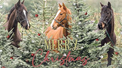 Horse Charity Christmas Cards 2020 Horse And Hounds Selection