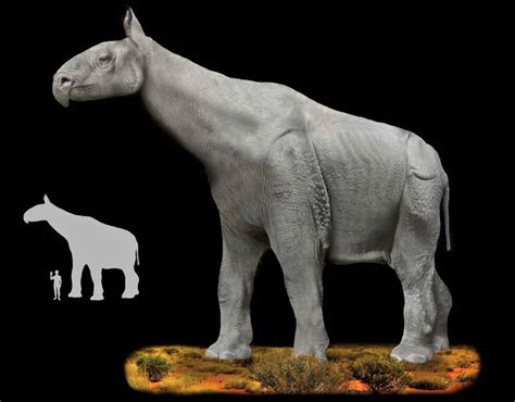 Paraceratherium The Gigantic Hornless Rhino