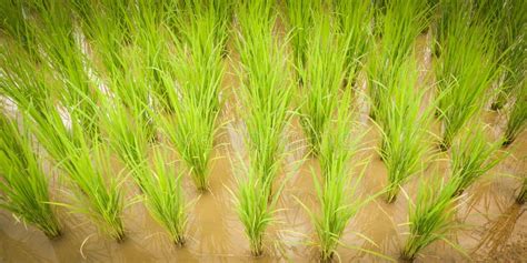 Rice Plant Tree Stock Image Image Of Fields Harvest 99255565