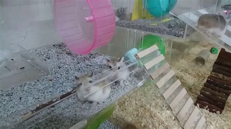 My Roborovski Hamster And Their Cage Youtube