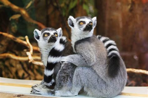 Lemurs Wild Animals News And Facts