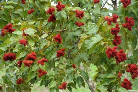 The spiky, red fruit sat piled high on a stand like a mountain of furry orbs, and was like nothing i'd ever seen before. Close of up the lipstick tree with its spiky, red heart ...
