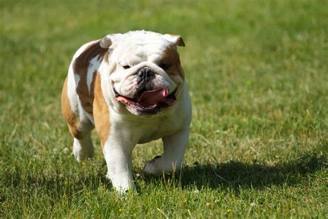 Everything You Need To Know About The English Bulldog Pitbull Mix K9 Web