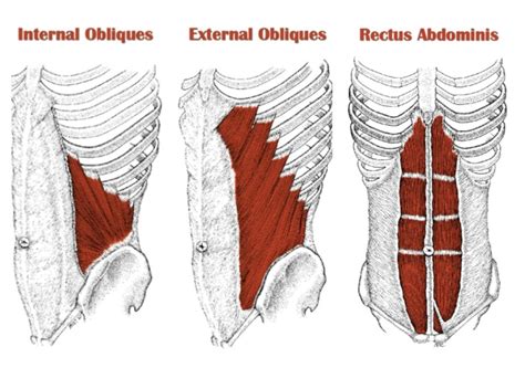 Obliques Aka Your New Best Friend Balance In Motion