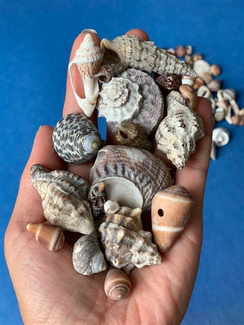 Natural Seashells Bulk Sea Shells Mixture Terrarium Filler Etsy
