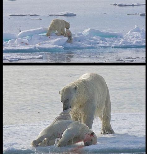 Awesome Blog Sad The Shocking Pictures That Prove Polar Bears Are