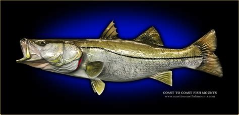 Snook Fish Mounts And Replicas By Coast To Coast Fish Mounts