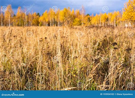 Prairie Landscape With Fall Meadows And Blue Sky Wild Autumn Field Of