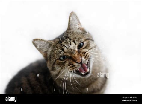 Naso Labiales De Gato Tom Fotografía De Stock Alamy