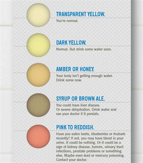 What The Color Of Your Urine Says About Your Health Wise Diaries