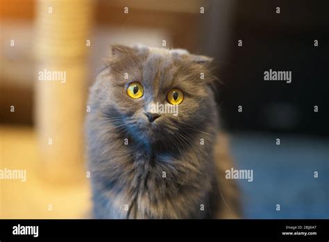 Gray British Longhair Cat Portrait Stock Photo Alamy