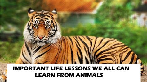 Important Life Lessons We All Can Learn From Animals Youtube