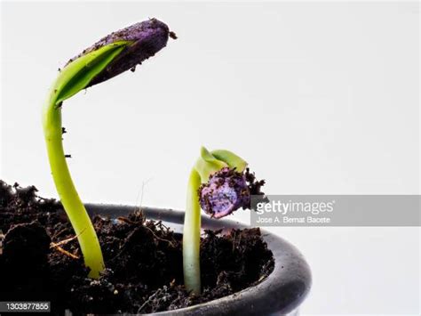Sunflower Seed Germinating Photos And Premium High Res Pictures Getty
