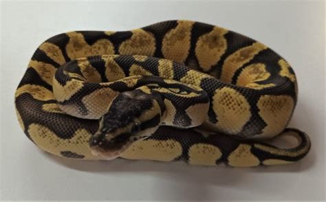 Enchi Pastel Ball Python Female Hatchling Exotic Pet Store