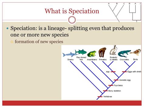 Ppt Evolution And Speciation Powerpoint Presentation Free Download